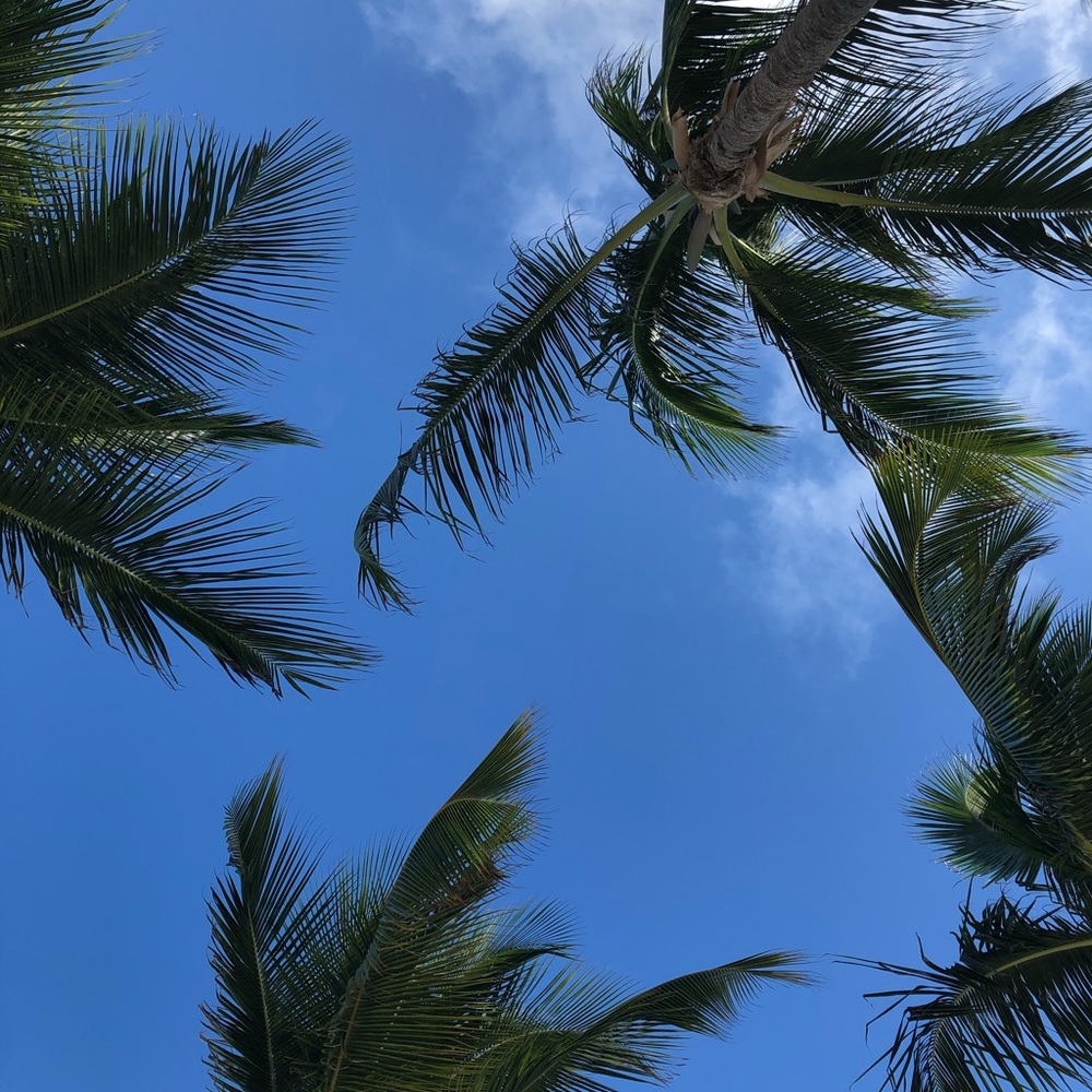 Meet your Posher, Jasper